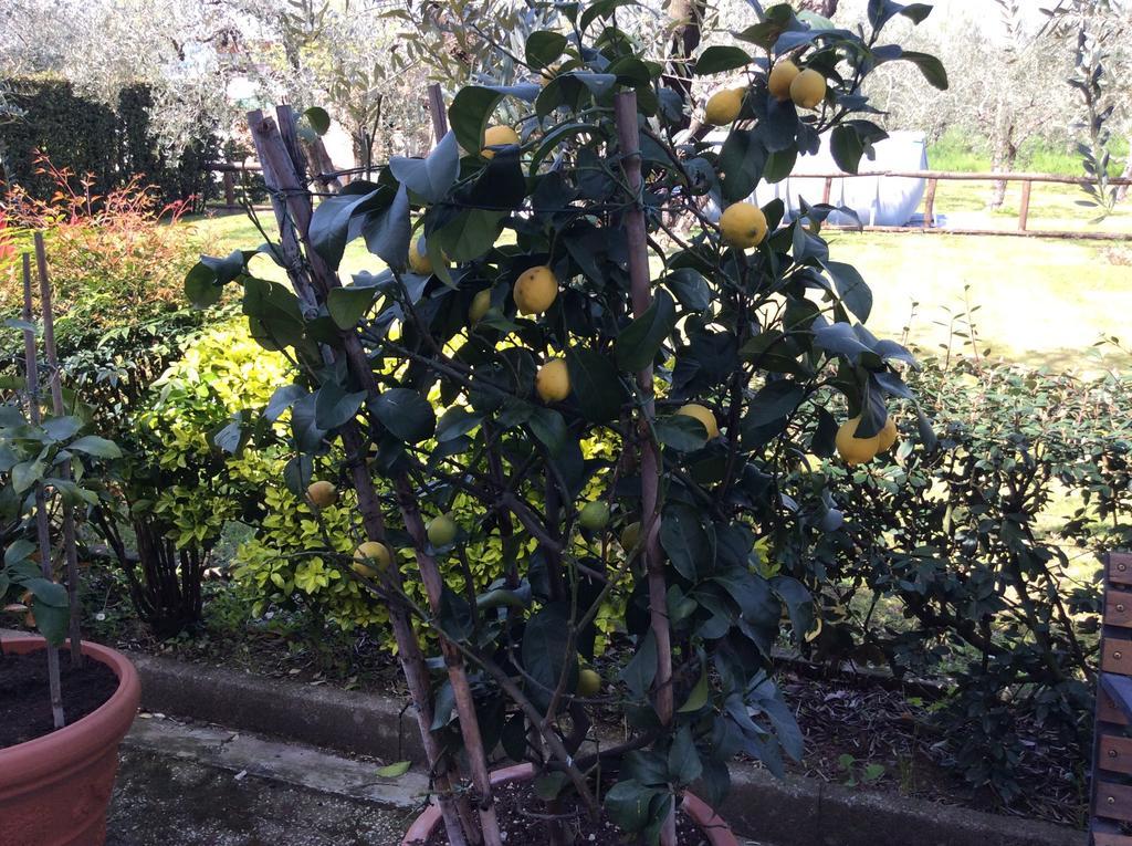 Tenuta Fagnani Lucca Quarto foto